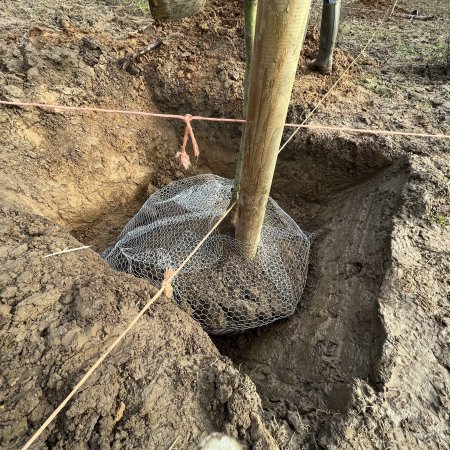 Plantation Ecaussinnes 2023