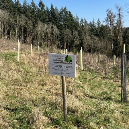Plantation Forêt de Vecmont 2024
